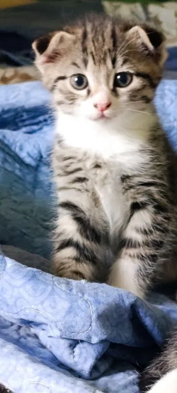 Oʻsma quloq mushuk Вислоухие котята — фото 1
