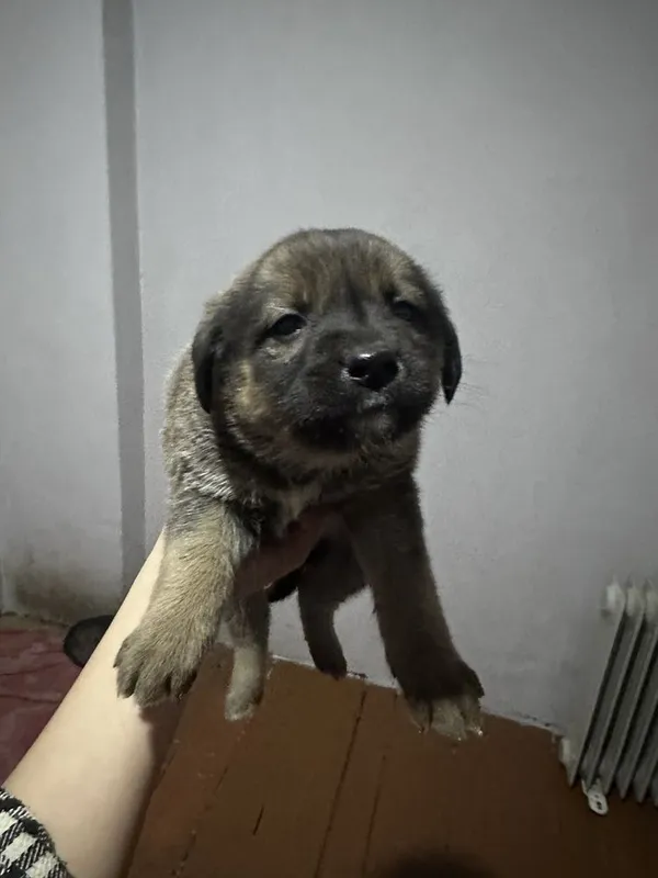 Кучуклар берилади яхши кулларга — фото 2