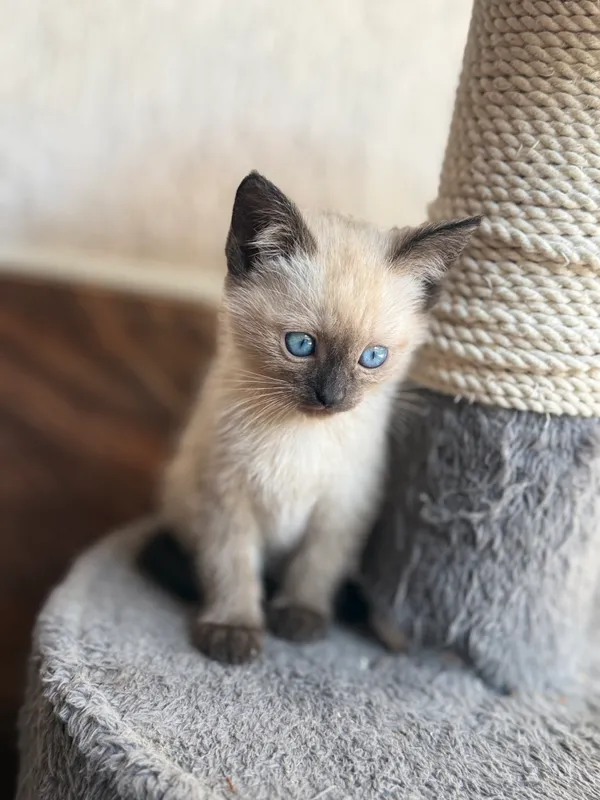 Породистая кошка 1 Породистая кошка 1