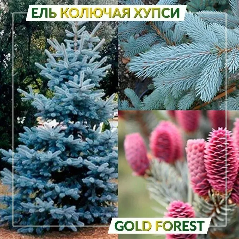 Archa urug'i sotiladi 1 Archa urug'i sotiladi 1
