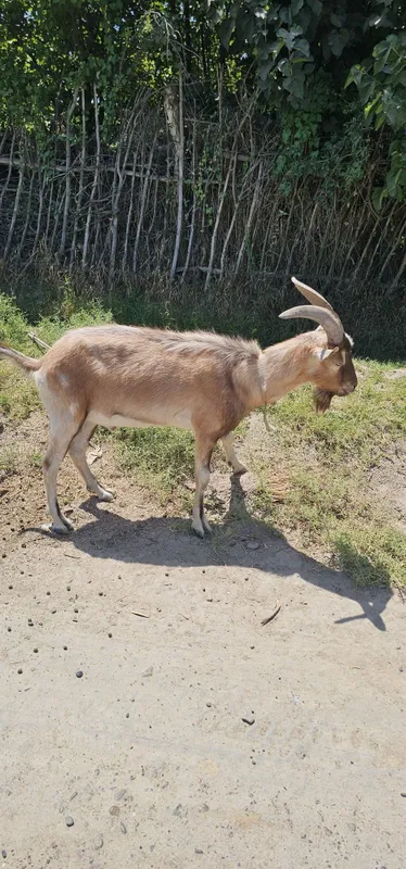 Эчки занен сотилади 2
