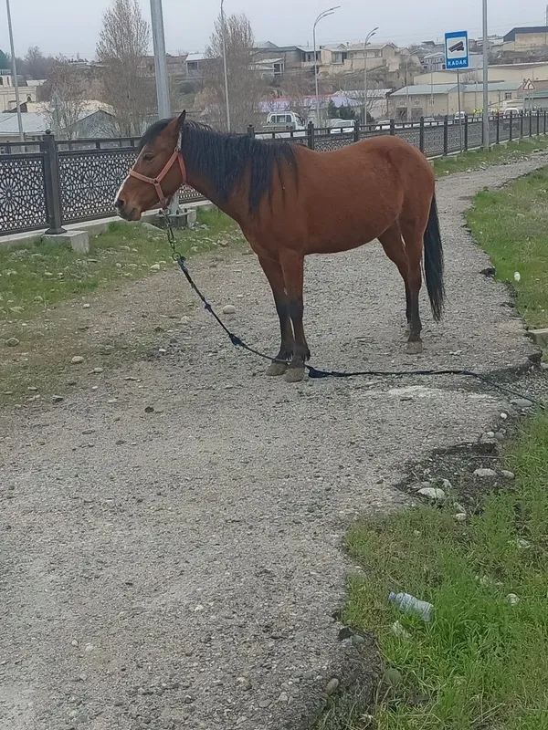 От сотилади модда — фото 1