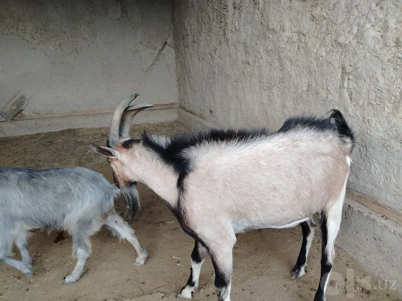 Zotdor taka sotiladi 3 Zotdor taka sotiladi 3
