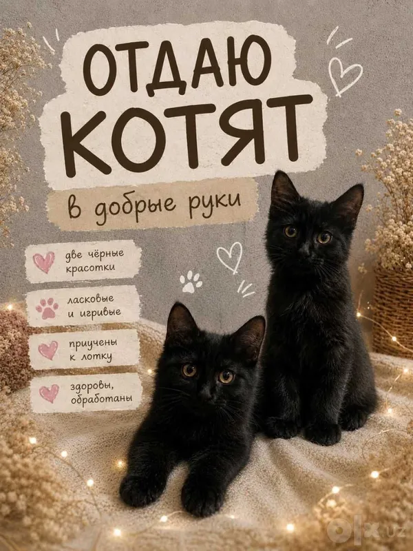 5 oylik mushukchalarni beraman 5 oylik mushukchalarni beraman