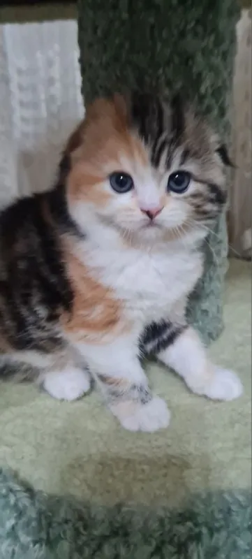 Красивые Котята скотиш фолд