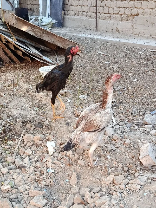 Dakan, boboqi jo'ja 8 Dakan, boboqi jo'ja 8