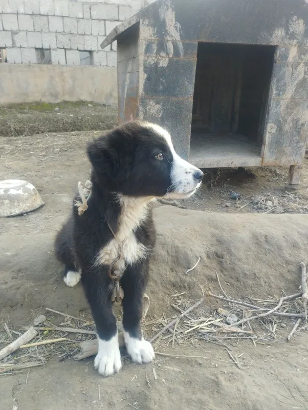 Emalshi qiligan dorlari beilgan