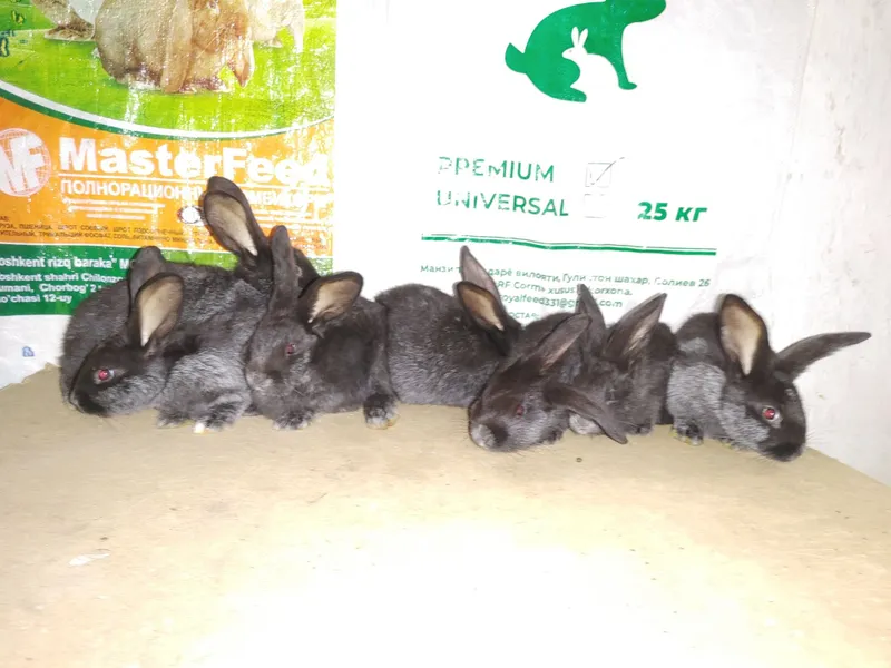 paltava quyonlari 1