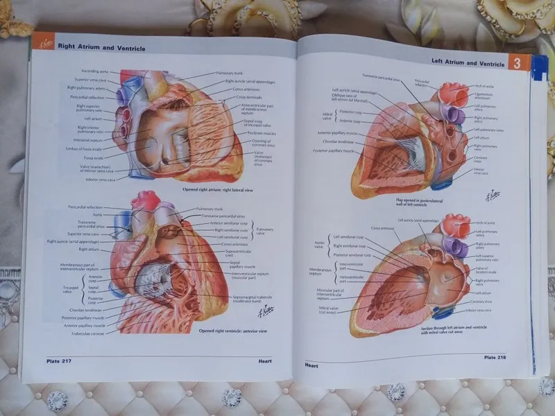 ОРИГИНАЛ! Atlas of human Anatomy Netter — фото 2