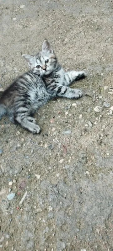 Отдам в хорошие руки 3