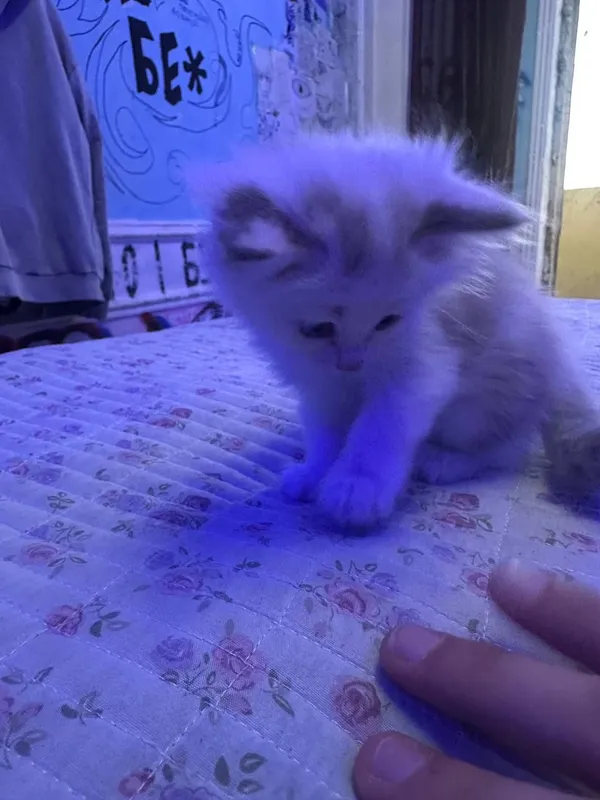 СИБИРСКИЕ КОТЯТА — фото 4