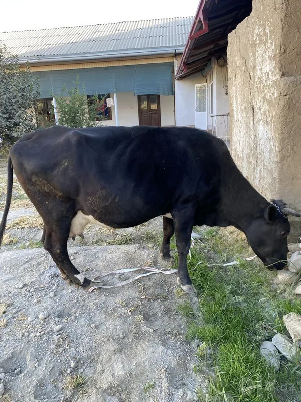 Sigir bo'g'oz sotiladi 1 Sigir bo'g'oz sotiladi 1