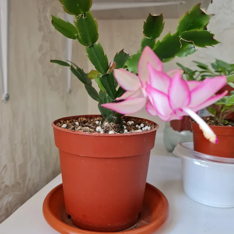 Продам цветущие фиалки — фото 3