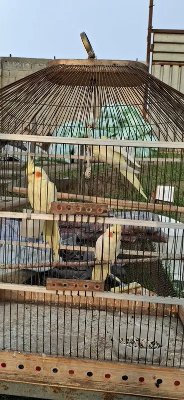 Tutiqush Karela sotiladi