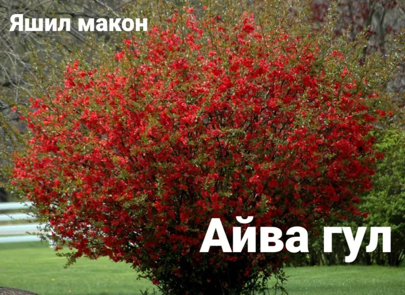 Pavloniya va Dekarativ ko'chatlari Arzon narxlarda — фото 4 Pavloniya va Dekarativ ko'chatlari Arzon narxlarda — фото 4