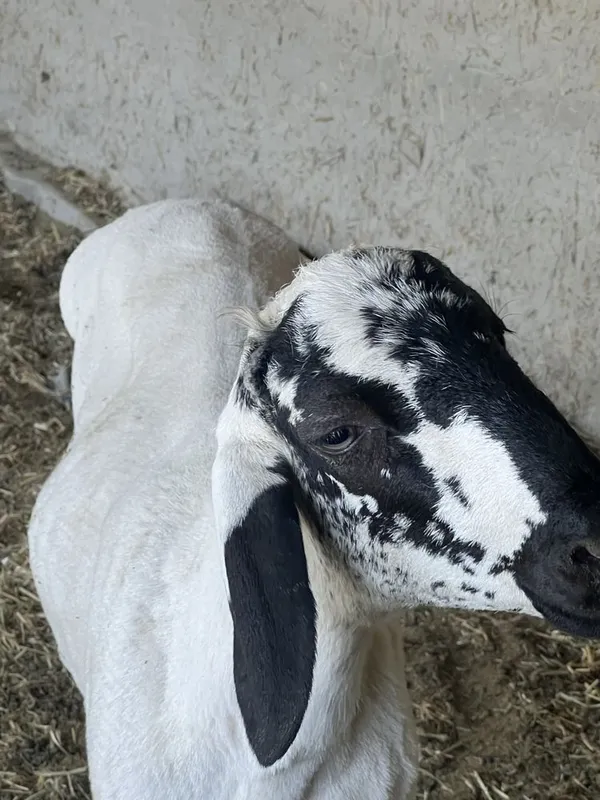 Qo’chqorla sotiladi yoshiga tòlmagan 8 oylik — фото 5
