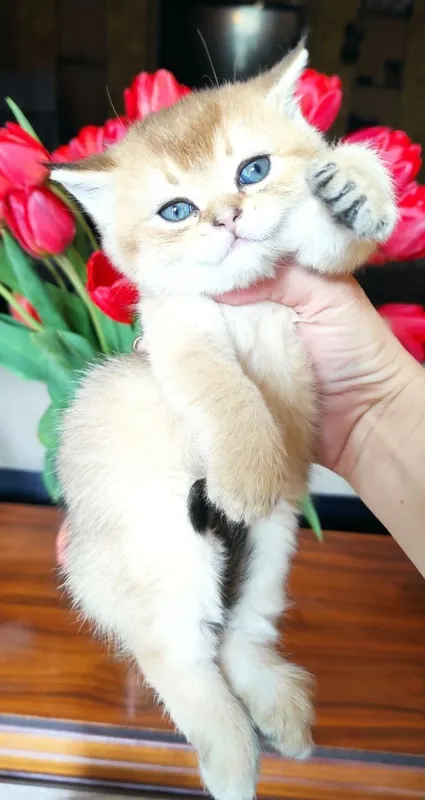 Продаются шикарные котята скотиш фолд и скотиш страйт — фото 7