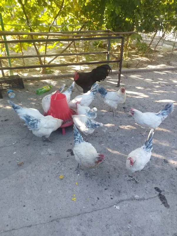 Tovuqlar sotiladi tuxumga kirgan 1 Tovuqlar sotiladi tuxumga kirgan 1