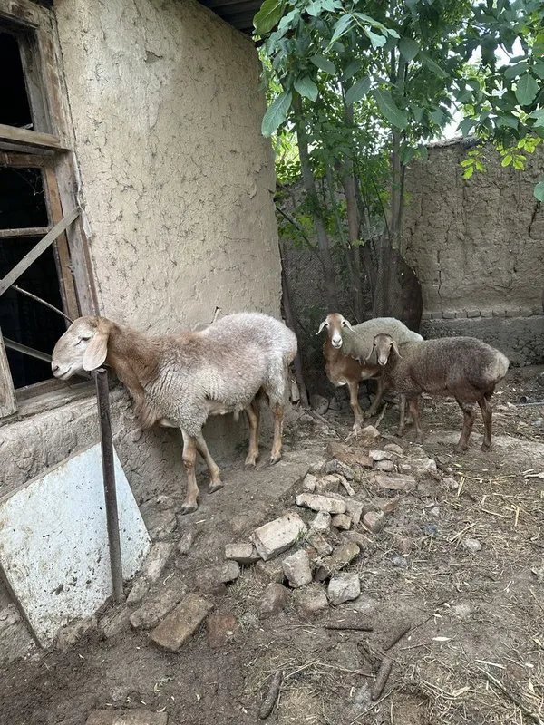 Arashan qochqor va ona bola qoy 1 Arashan qochqor va ona bola qoy 1
