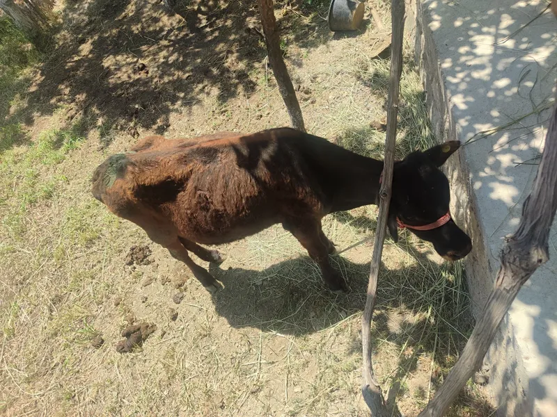 Mollar sotiladi 2 ta ona bola sigirlar 1ta 1 yarim yoshli hoʻkizcha — фото 3