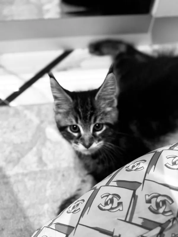 Amerkanskiy Maine Coon 250$ — фото 1