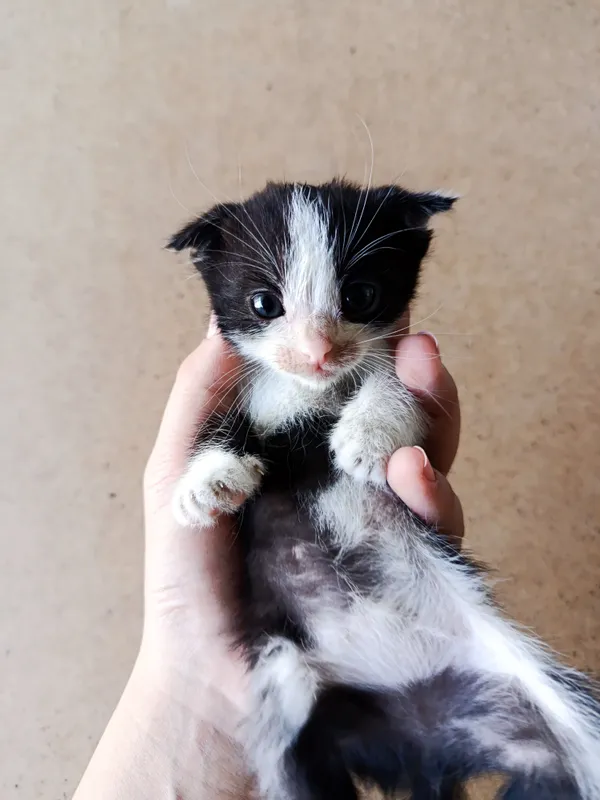 Котенок ищет своего дома 1