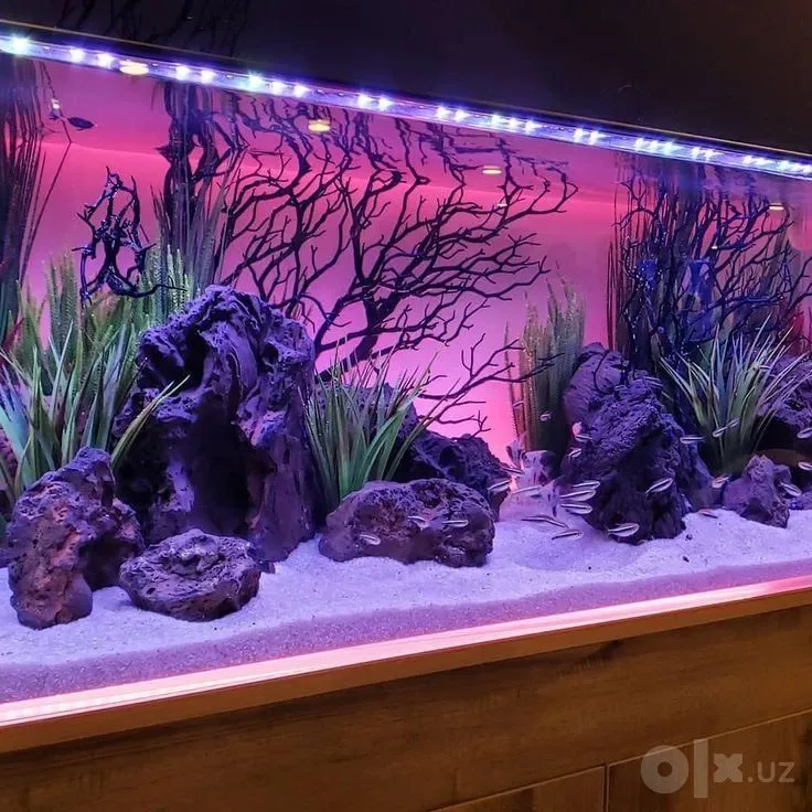 Akvarium: xizmat ko‘rsatish 8 Akvarium: xizmat ko‘rsatish 8
