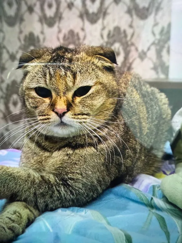 Кошка(скоттиш фолд) — фото 1