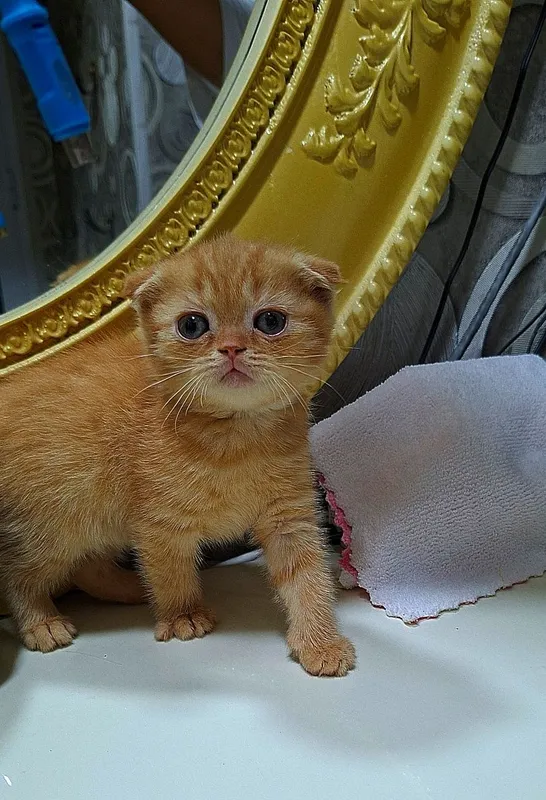 Вислоухая и вислоухи(й)(е) котёнок кошк(а)(и) шотландски(е)(й) котёнок — фото 1