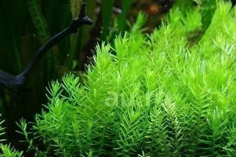 Rotala green akvarium rasteniya