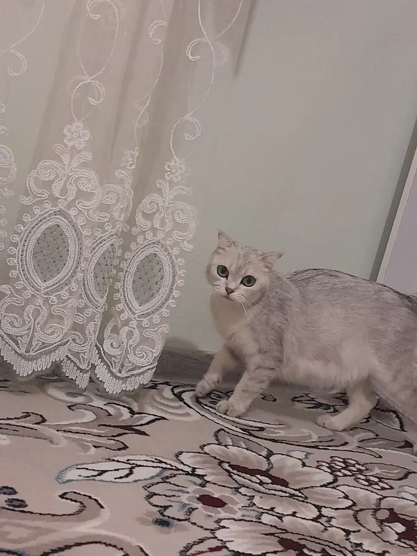 Seribristit shinshila 4 Seribristit shinshila 4