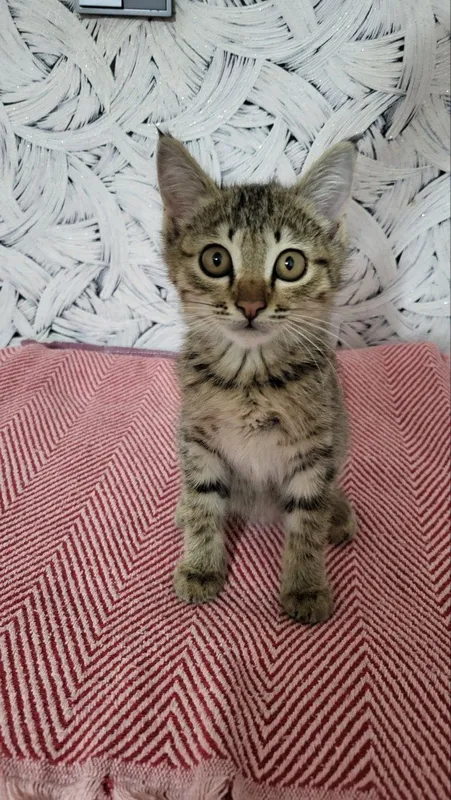 Отдам котёнка мальчик 3 месяца в добрые руки