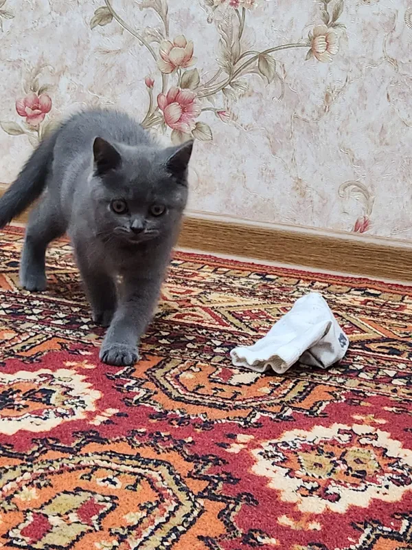 Кошка скотиш страйт — фото 1