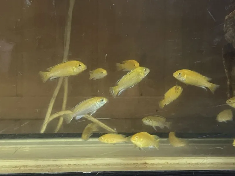 Yellow baliq 5-6-7 sm Yellow baliq 5-6-7 sm