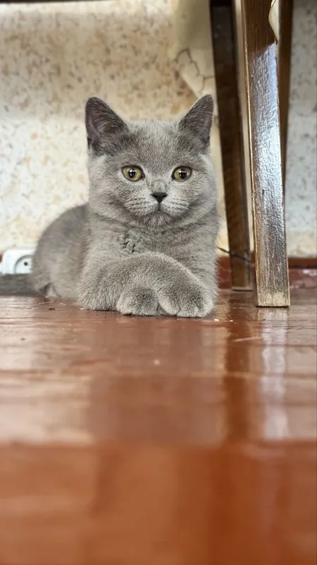 Котёнок Скотиш страйт