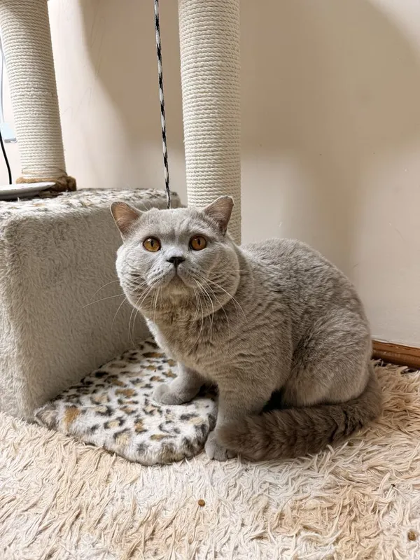 Продаются котята — фото 4