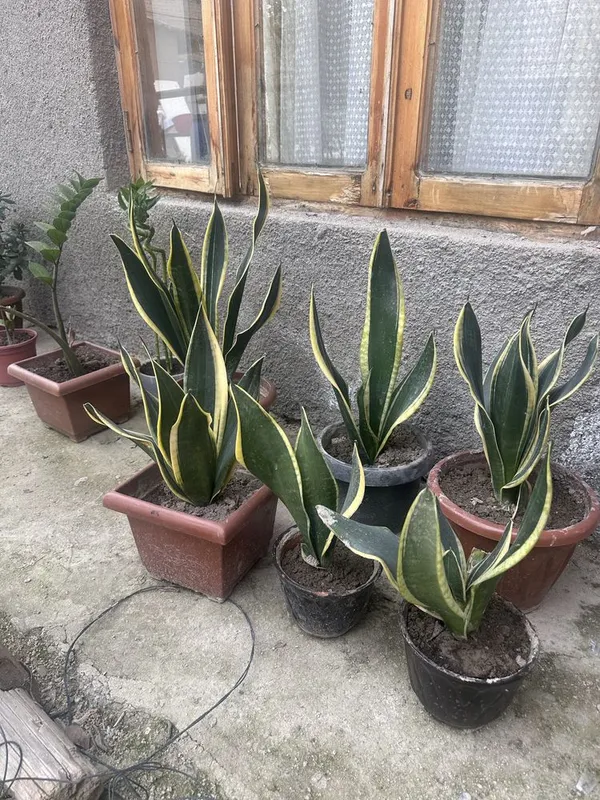 Gullar sotiladi. Arzon narxda gullar sotiladi: uy, ofis uchun, sovg‘a sifatida 3 Gullar sotiladi. Arzon narxda gullar sotiladi: uy, ofis uchun, sovg‘a sifatida 3