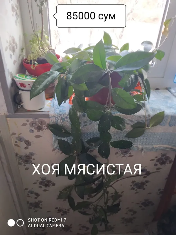 Цветки на горшке комнатные 8