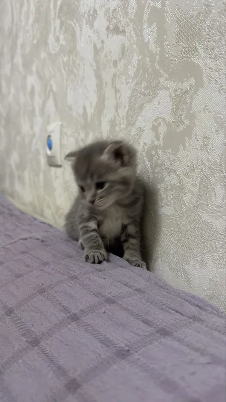 Котята пародистые 6 Котята пародистые 6