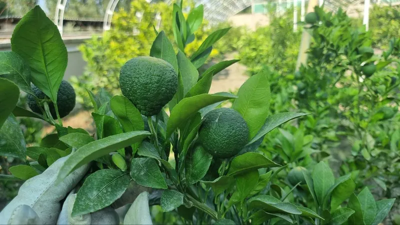 Mandarin koʻchatlari sotiladi — фото 2