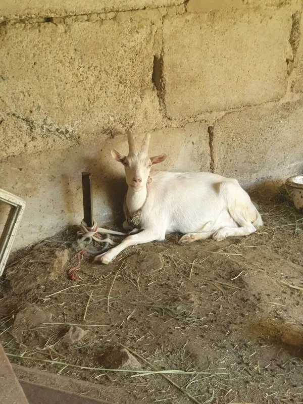 Echki sotiladi zenin sut beradi 4