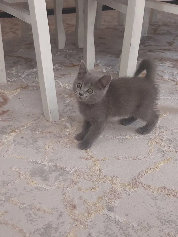Шотландская страйт кошечка 2 месяца, очень милая 2
