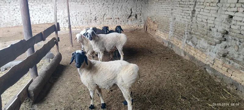 Qazoqi qo'chqorlar