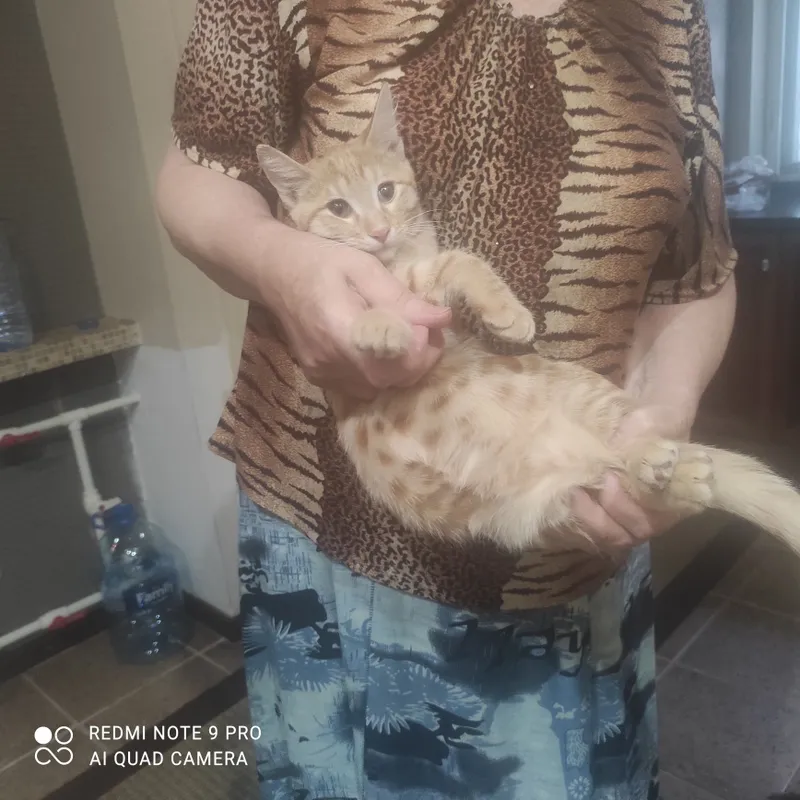 Отдам котенка в добрыйе руки 1