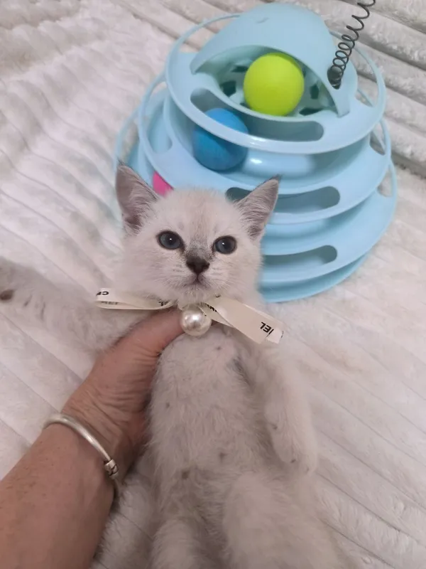 Шикарные котята от правильной вязки — фото 4