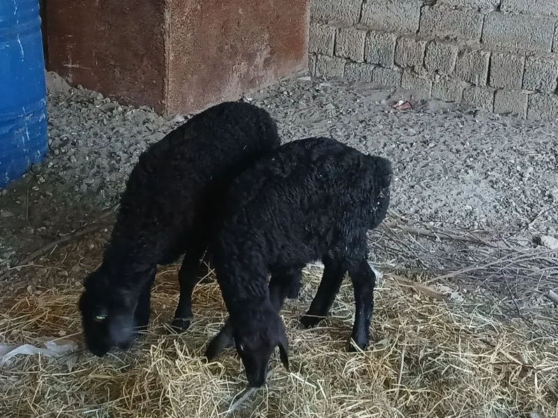 Qo‘zilar sotiladi 3 yarm oylik urg‘ochi 2 Qo‘zilar sotiladi 3 yarm oylik urg‘ochi 2