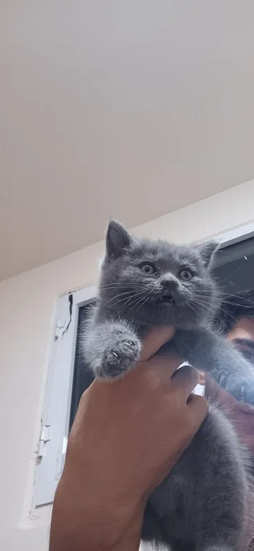 Scottish fold va straight 1