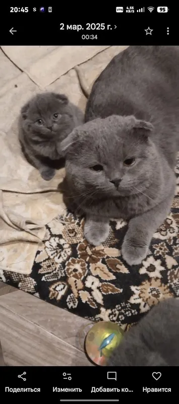 Котята Скоттиш фолдики , упитанные, ухоженные красавчики. 2