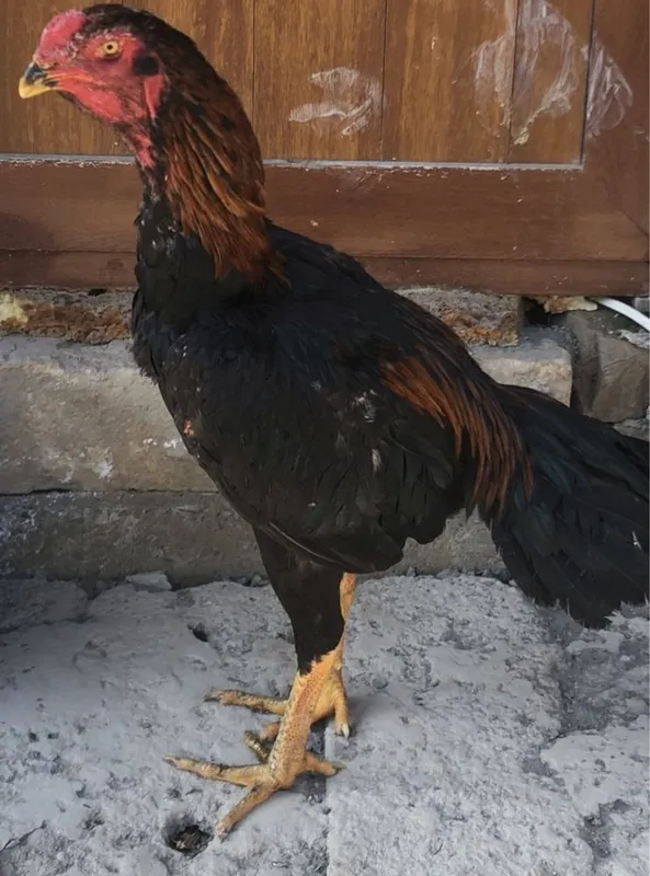 Dakan xoʻroz sotiladi hali yosh Dakan xoʻroz sotiladi hali yosh