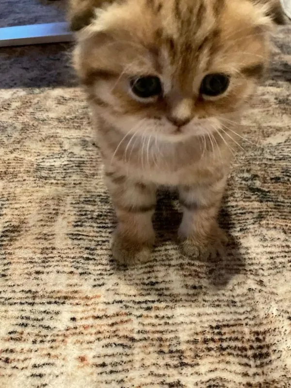 Кошки милые Шиншилла мальчик 6 Кошки милые Шиншилла мальчик 6